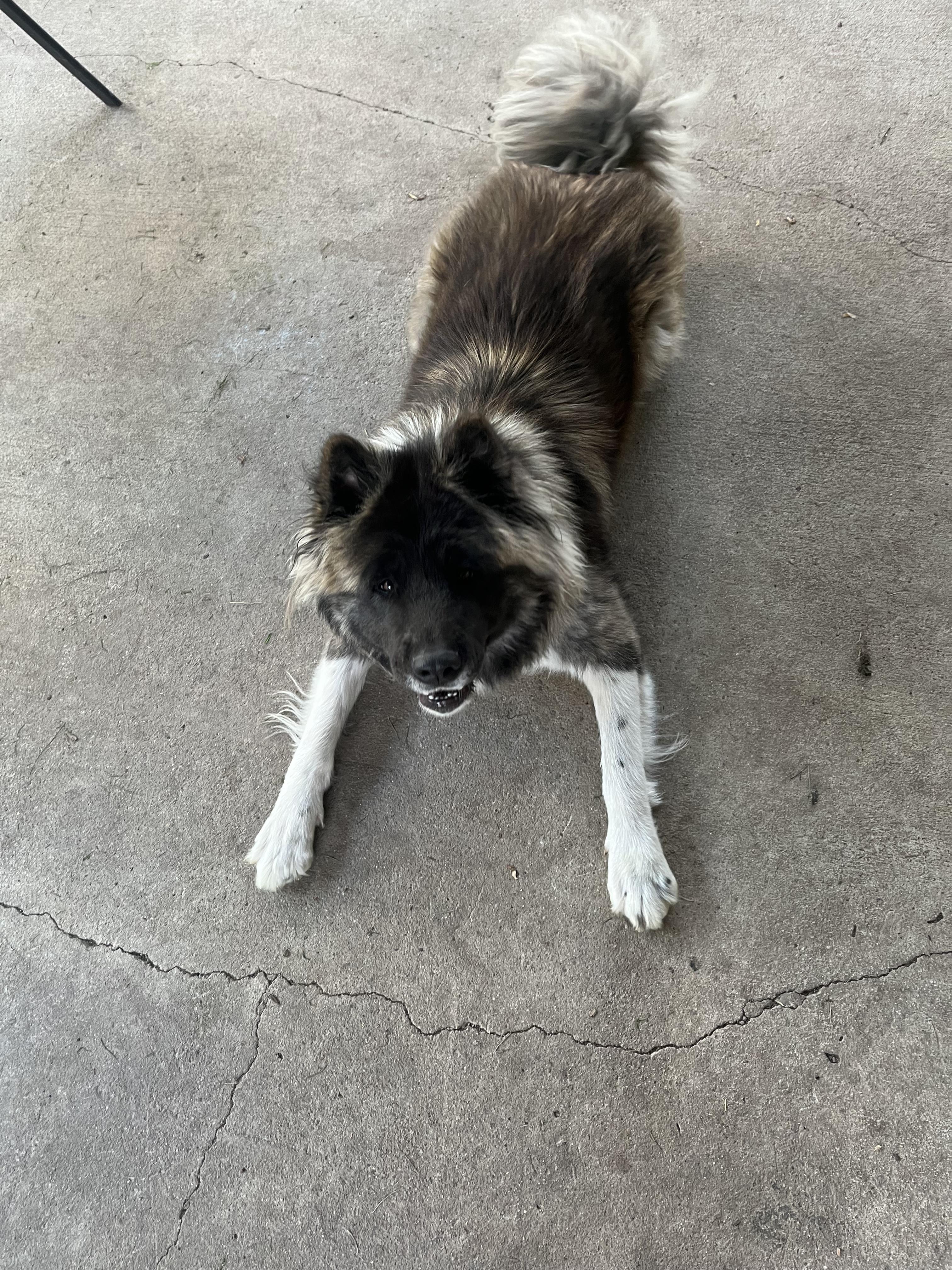 Enlarge Belle - Courtesy Listing see info , a ADOPTABLE Akita in Polson, MT image 1/4