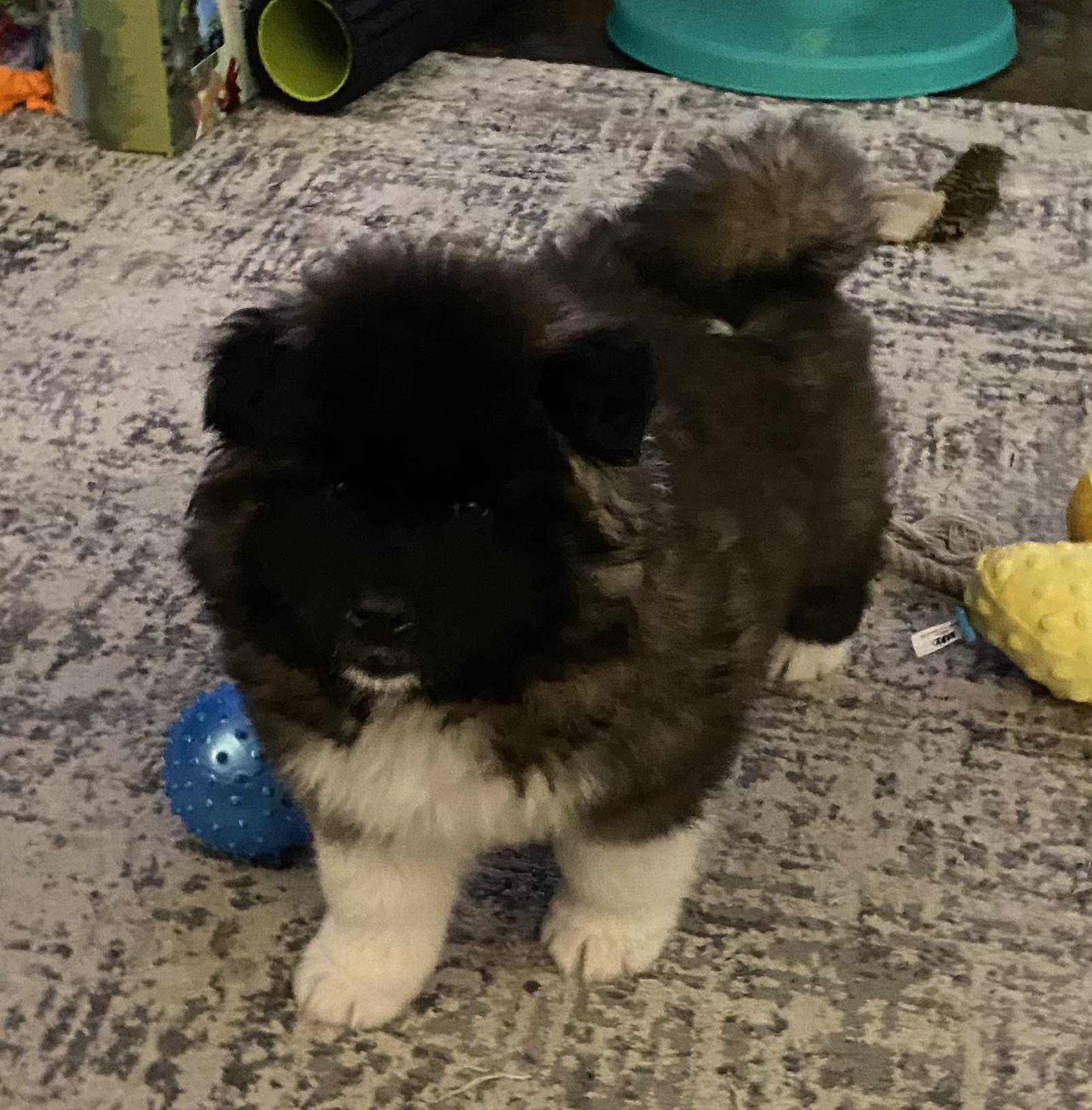 Enlarge Belle - Courtesy Listing see info , a ADOPTABLE Akita in Polson, MT image 4/4