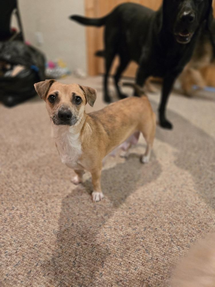 Hermosita, Adoptable, Young Female Dachshund & Terrier.