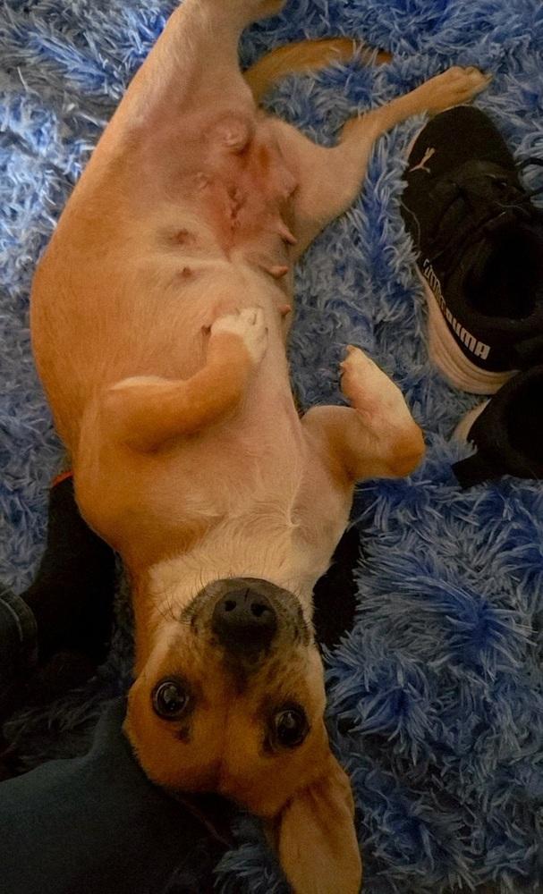 Hermosita, Adoptable, Young Female Dachshund & Terrier.