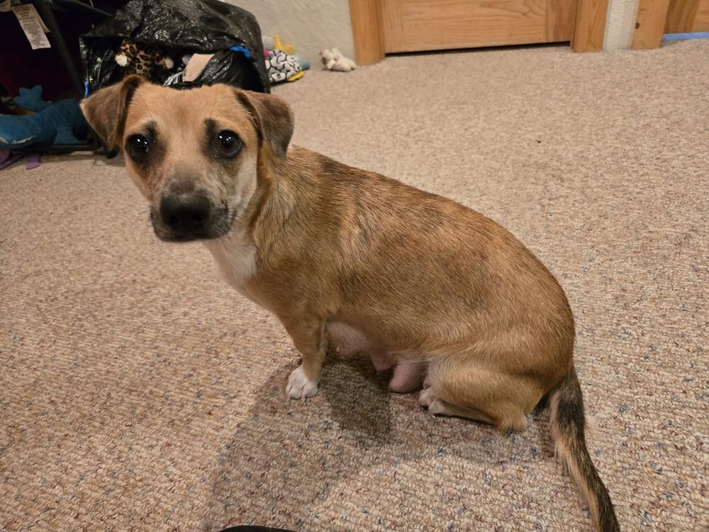 Enlarge Hermosita, a Adoptable mixed breed in Bend, OR image 3/6