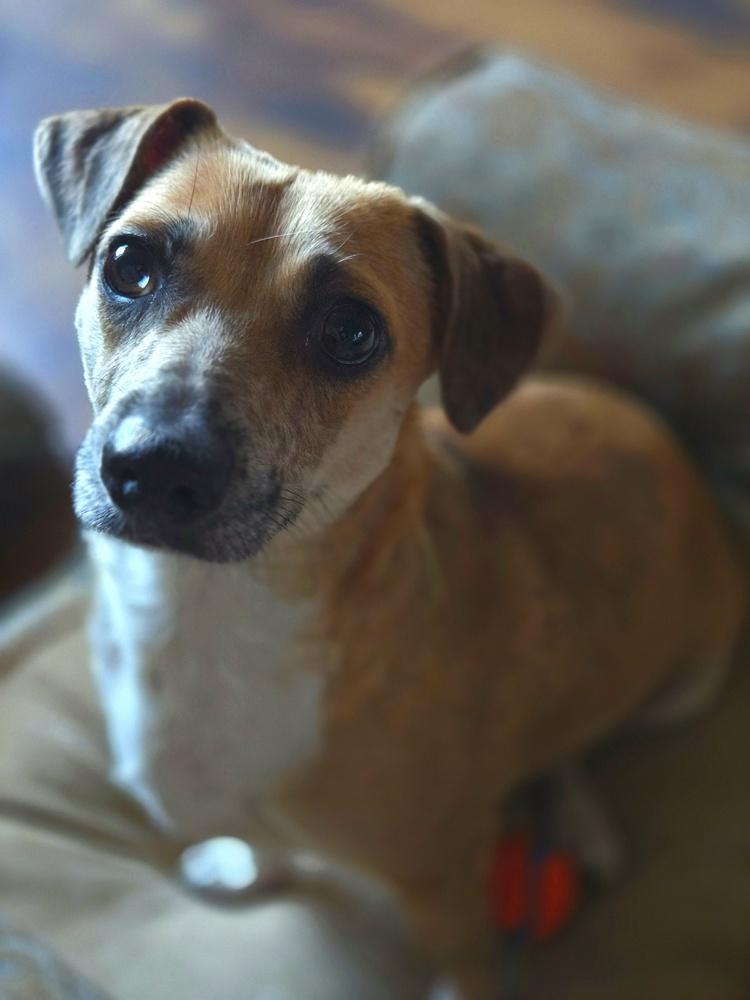 Enlarge Hermosita, a Adoptable mixed breed in Bend, OR image 4/6