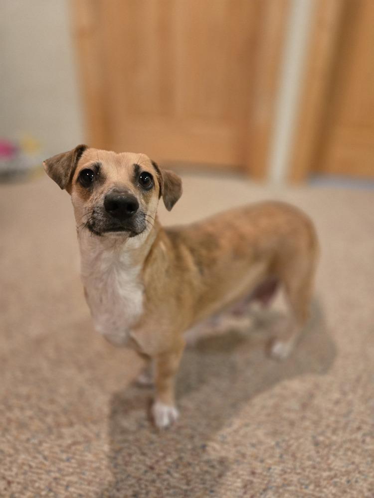 Enlarge Hermosita, a Adoptable mixed breed in Bend, OR image 5/6