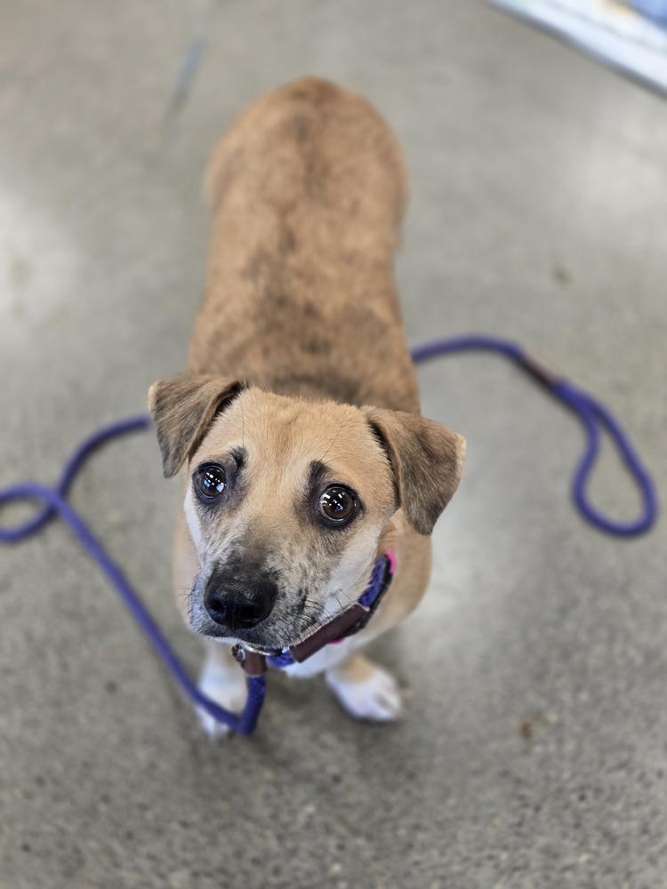 Enlarge Hermosita, a Adoptable mixed breed in Bend, OR image 6/6