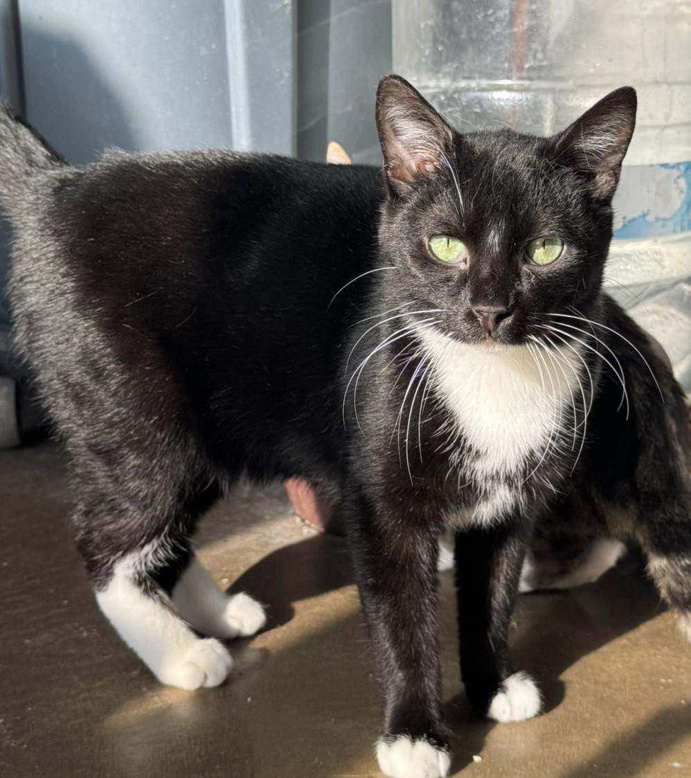 Enlarge Arrow, a Adoptable Domestic Short Hair in Hermitage, PA image 2/5