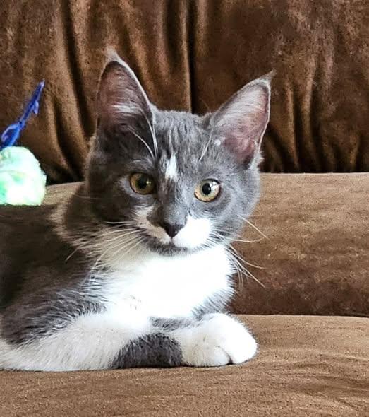 Amore, ADOPTABLE, Young Male Domestic Short Hair.