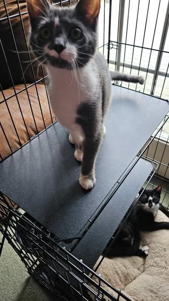 Enlarge Amore, a ADOPTABLE Domestic Short Hair in Reading, PA image 2/2