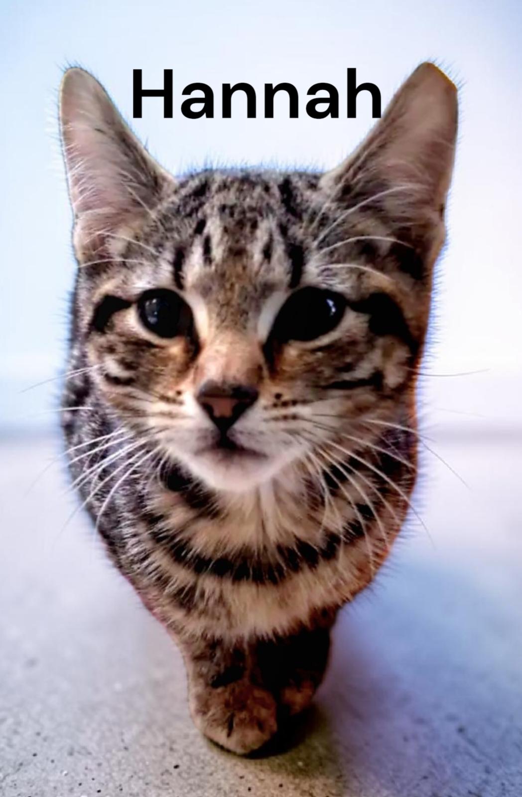 Hannah, a Adoptable Tabby in Chesapeake, VA image 2/2