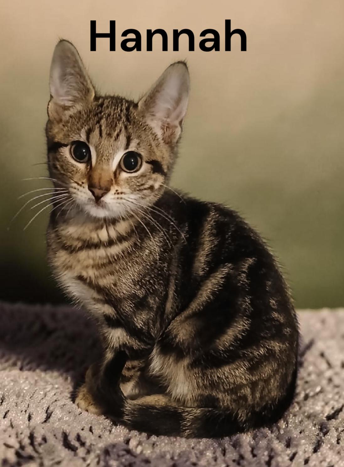 Hannah, Adoptable, Kitten Female Tabby.