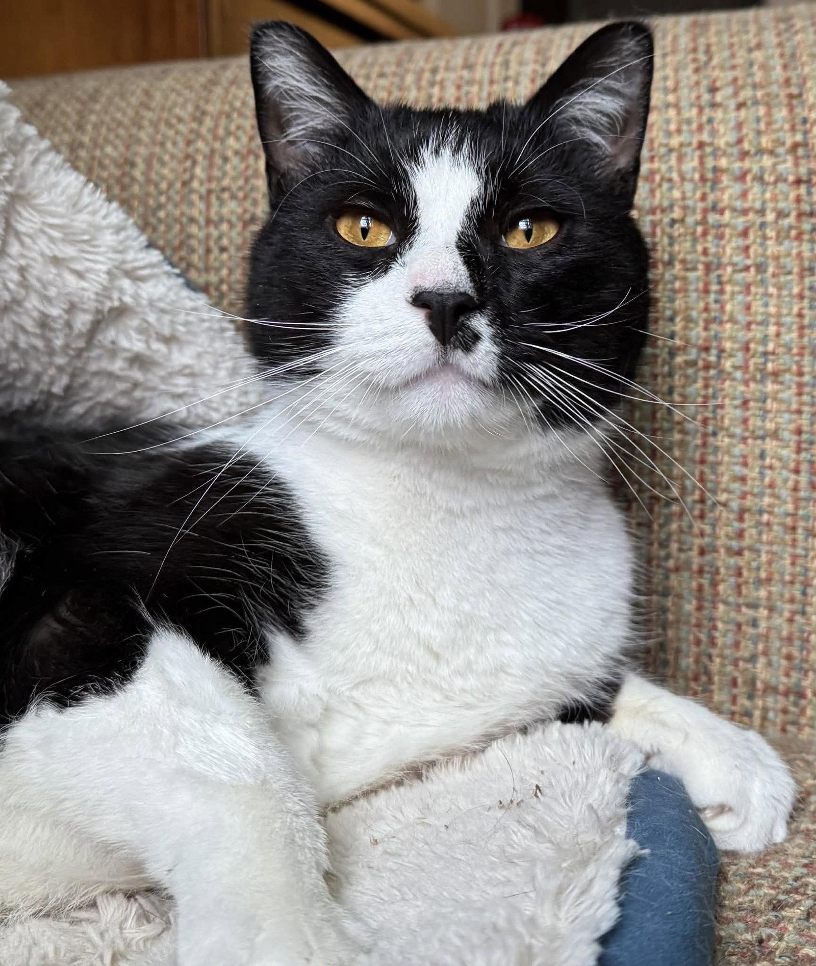 Enlarge Tom tom 3 years, a Adoptable Domestic Short Hair in Sterling, MA image 1/1