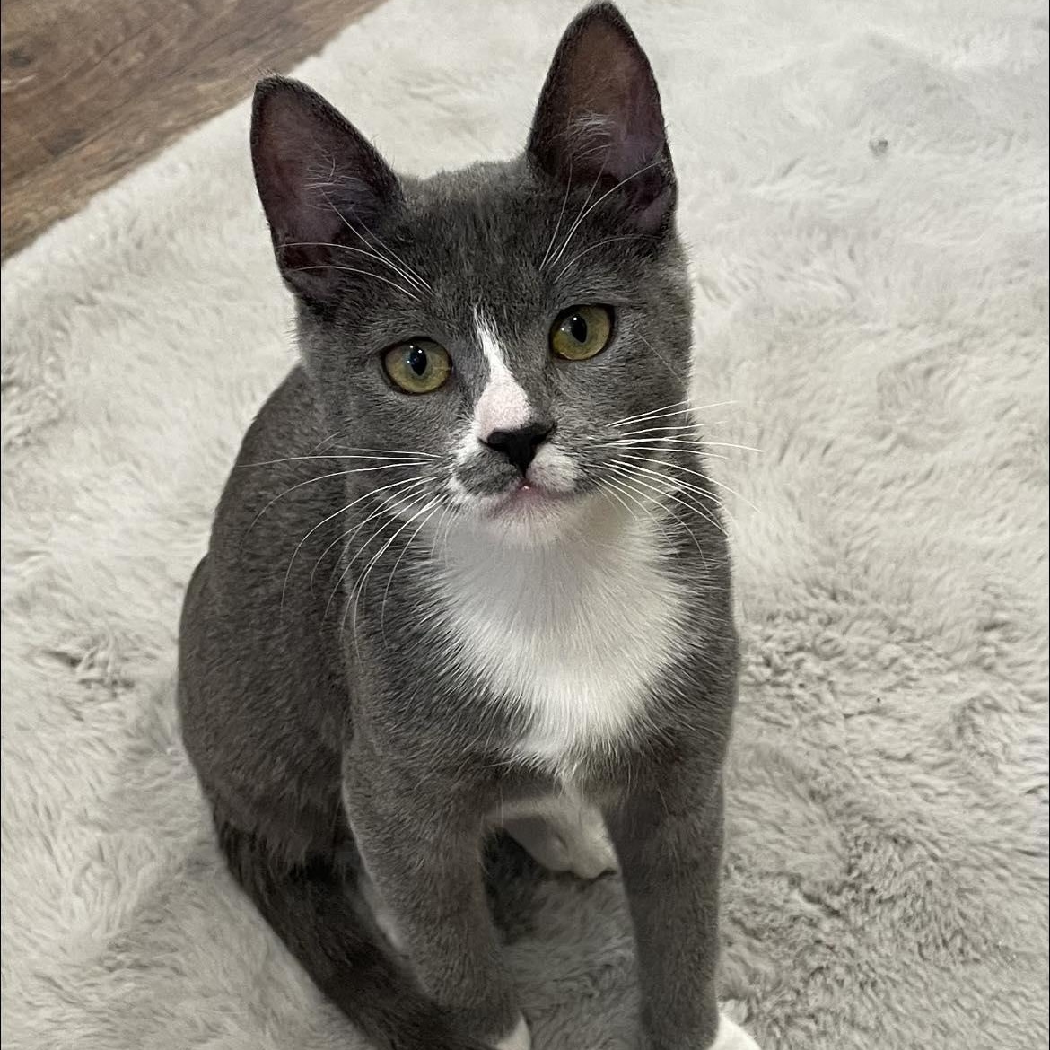 Enlarge Gracie, a Adoptable Domestic Short Hair in Concord, CA image 1/2