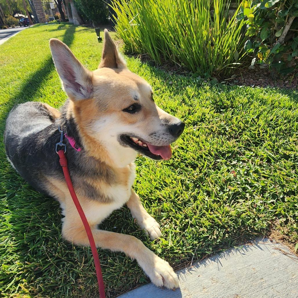 Beth LB PDR/Lizzy, Adoptable, Adult Female German Shepherd Dog & Mixed Breed.