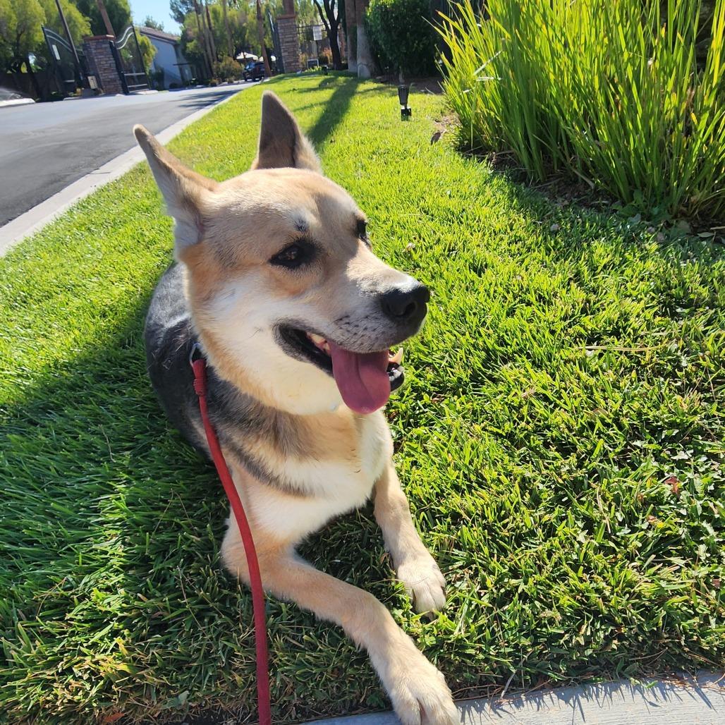 Beth LB PDR/Lizzy, a Adoptable mixed breed in Las Vegas, NV image 2/6