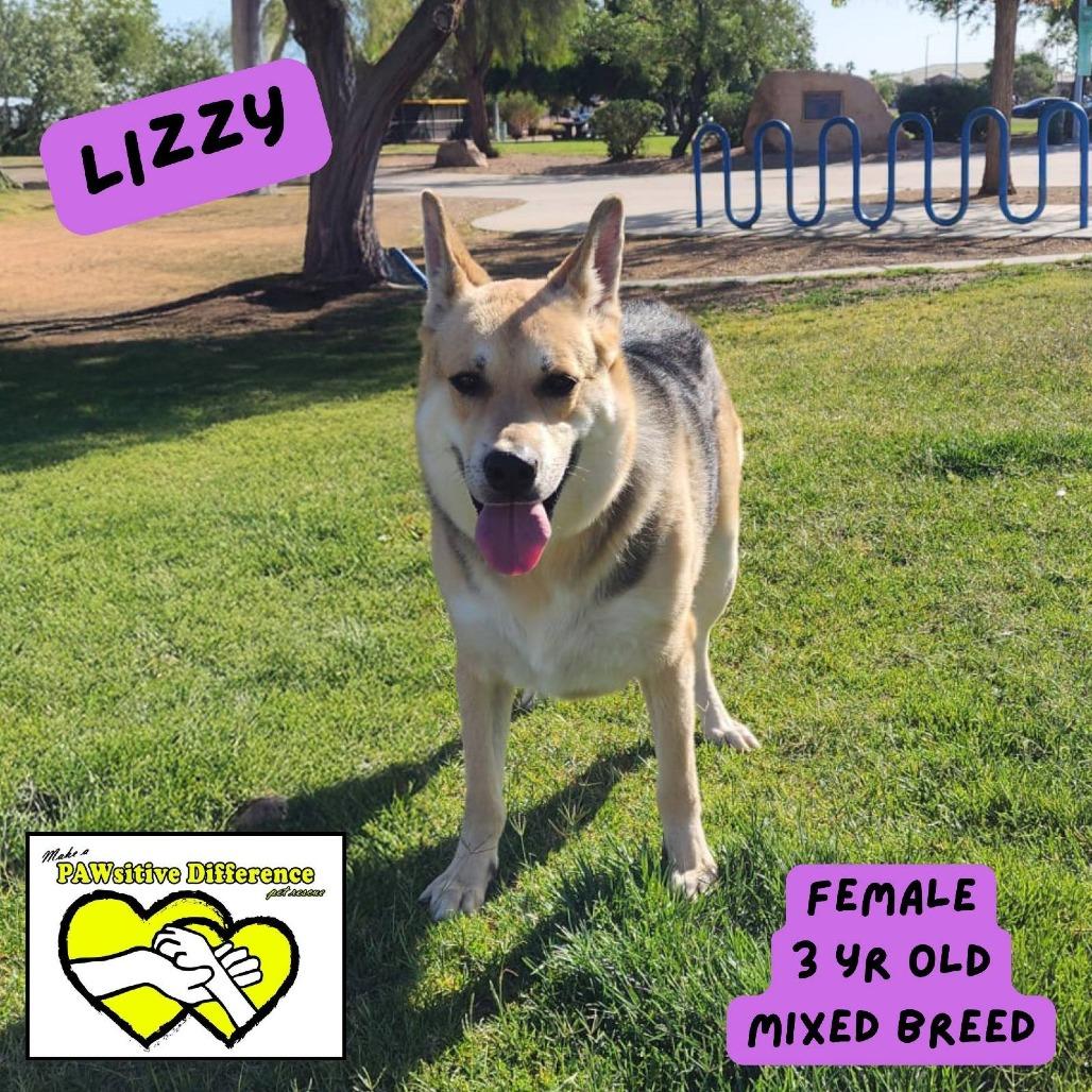 Beth LB PDR/Lizzy, a Adoptable mixed breed in Las Vegas, NV image 3/6