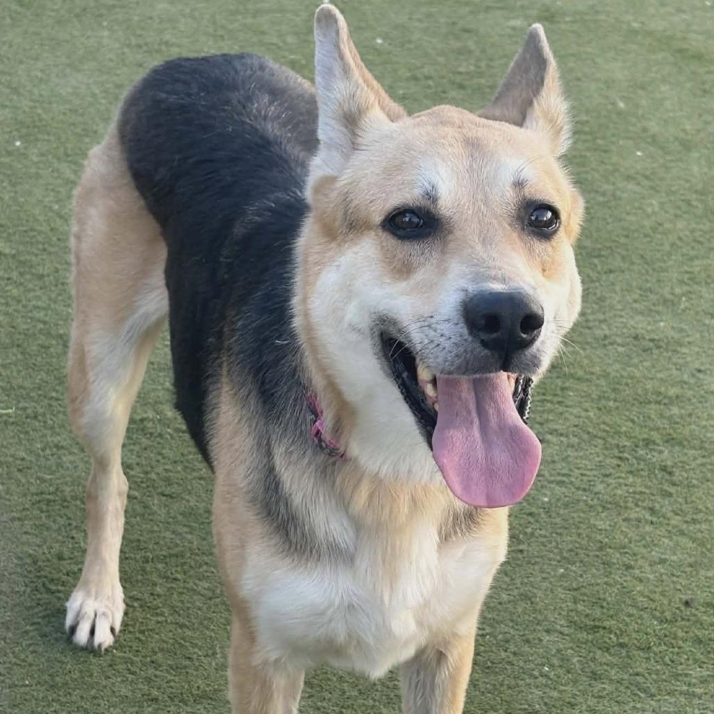 Beth LB PDR/Lizzy, a Adoptable mixed breed in Las Vegas, NV image 4/6