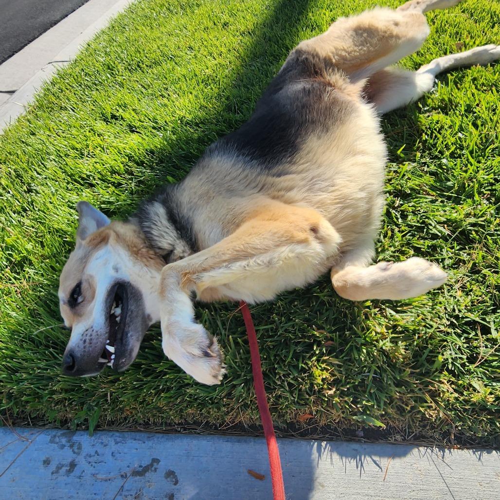 Beth LB PDR/Lizzy, a Adoptable mixed breed in Las Vegas, NV image 5/6