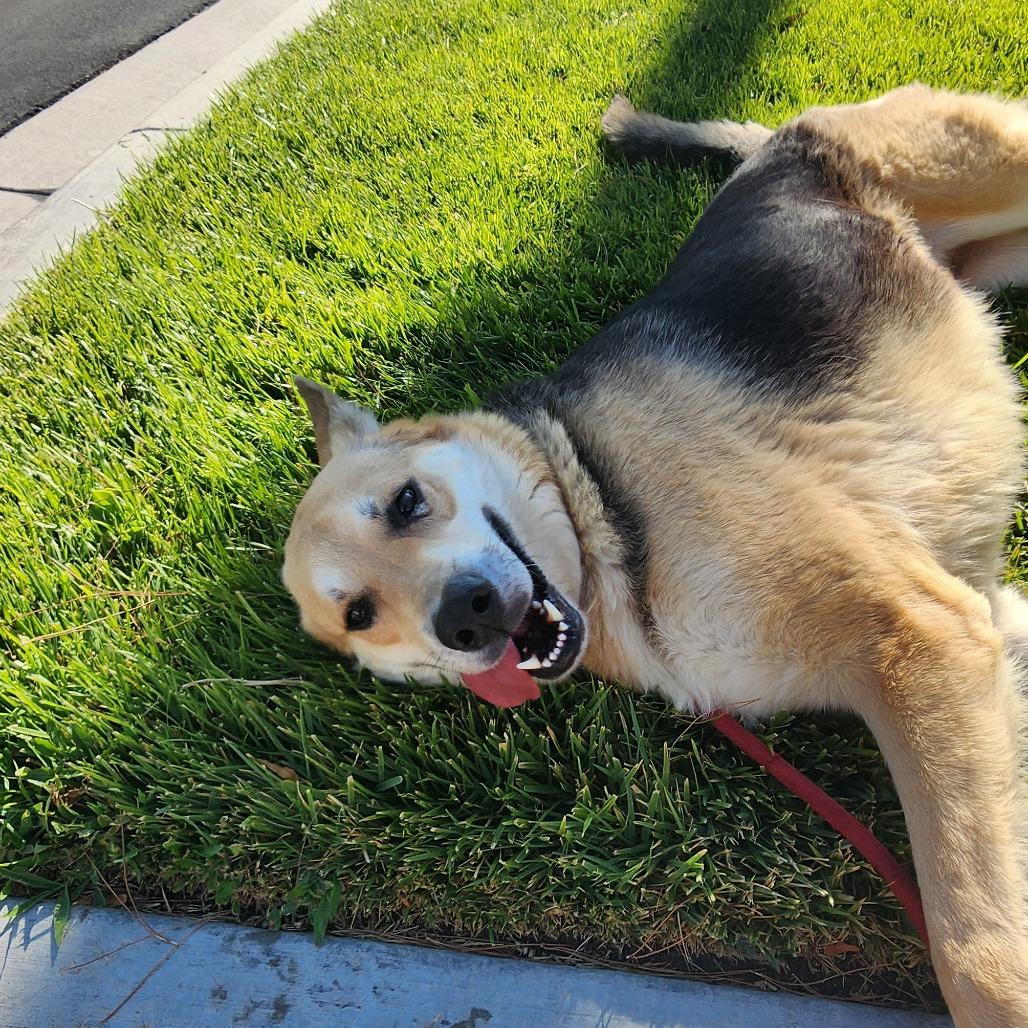 Beth LB PDR/Lizzy, a Adoptable mixed breed in Las Vegas, NV image 6/6