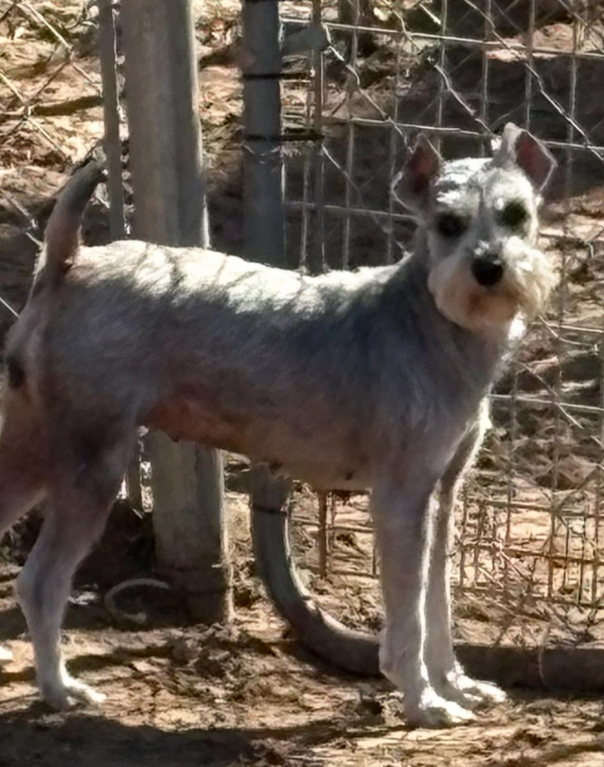 Enlarge PIPER   $425, an adopted mixed breed in Milwaukee, WI image 3/3