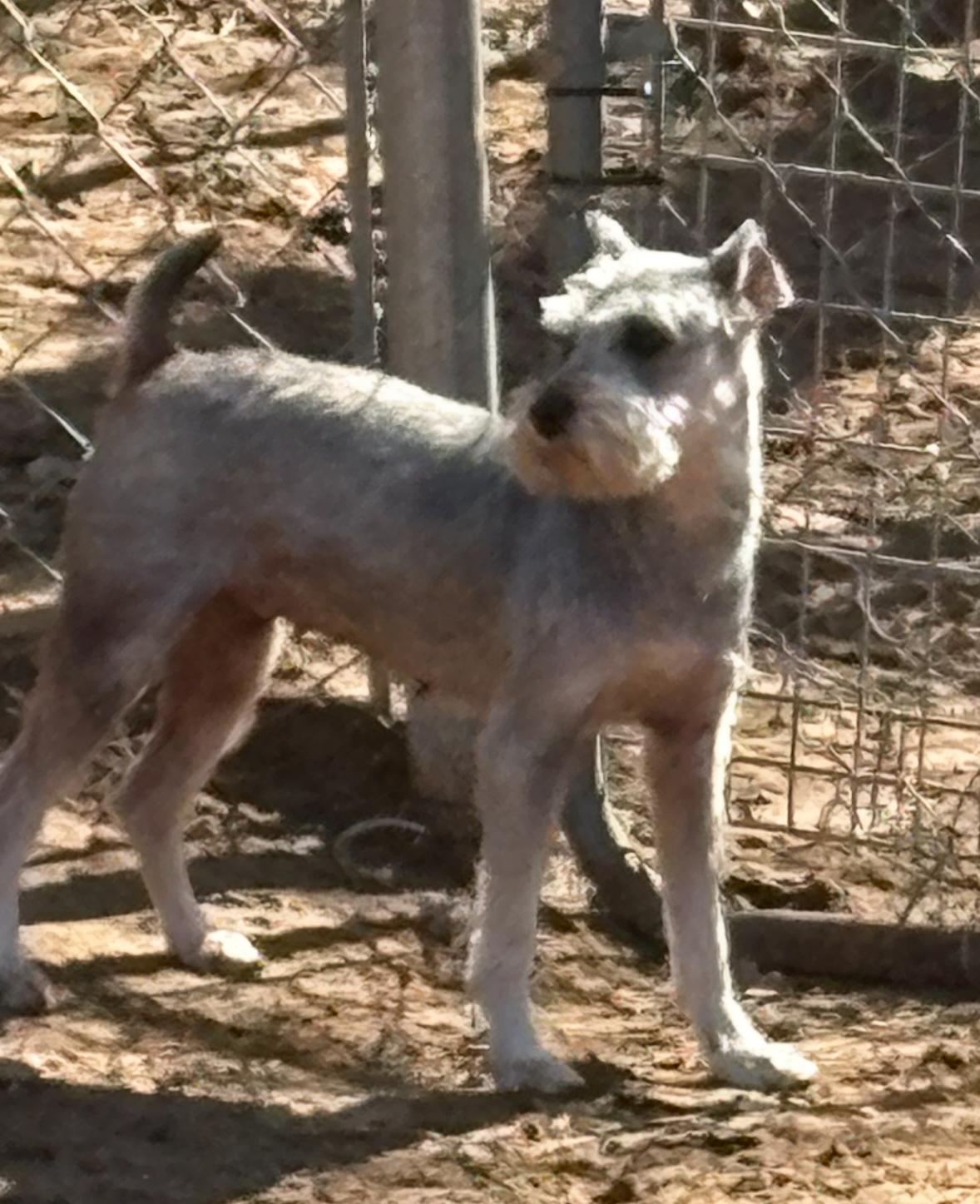 Enlarge PIPER   $425, an adopted mixed breed in Milwaukee, WI image 2/3