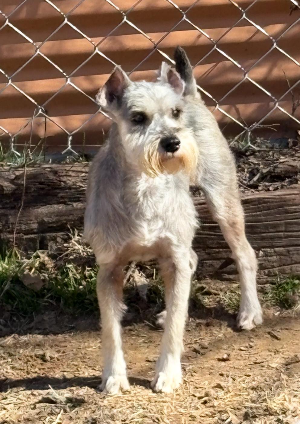 Enlarge PIPER   $425, an adopted mixed breed in Milwaukee, WI image 1/3