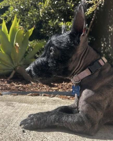 Enlarge Luna, a Adoptable Scottish Terrier in Corona, CA image 1/3