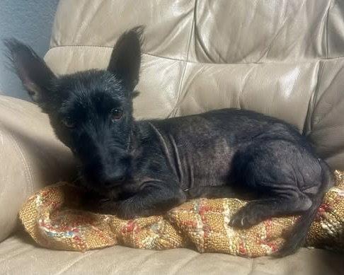 Enlarge Luna, a Adoptable Scottish Terrier in Corona, CA image 2/3
