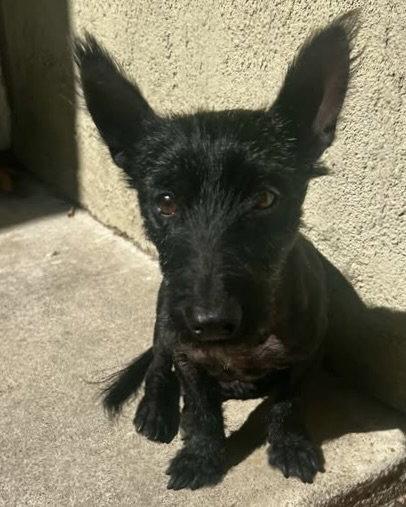 Enlarge Luna, a Adoptable Scottish Terrier in Corona, CA image 3/3