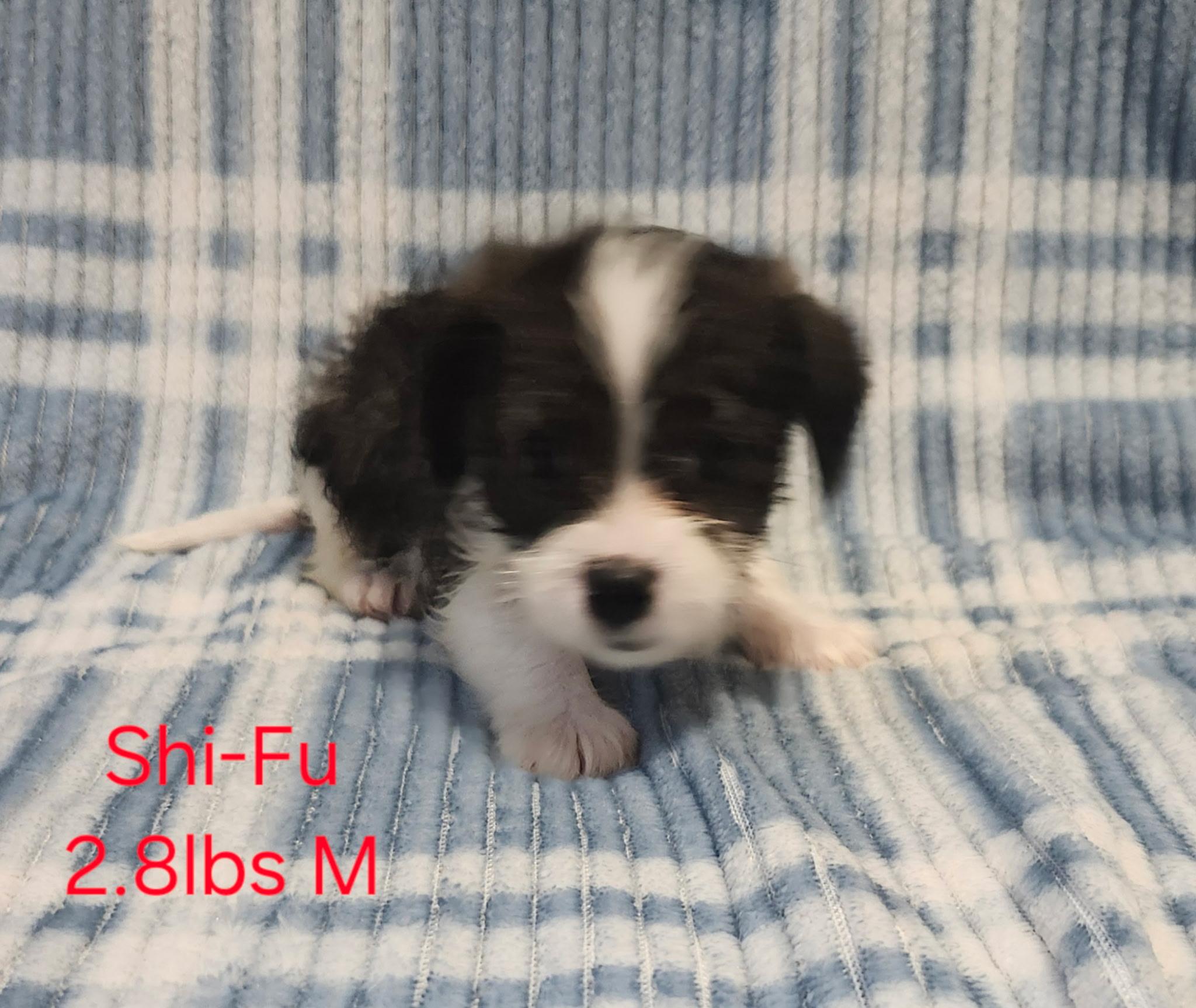 Shi-Fu, adopted, Puppy Male Yorkshire Terrier & Dachshund (Long Haired).