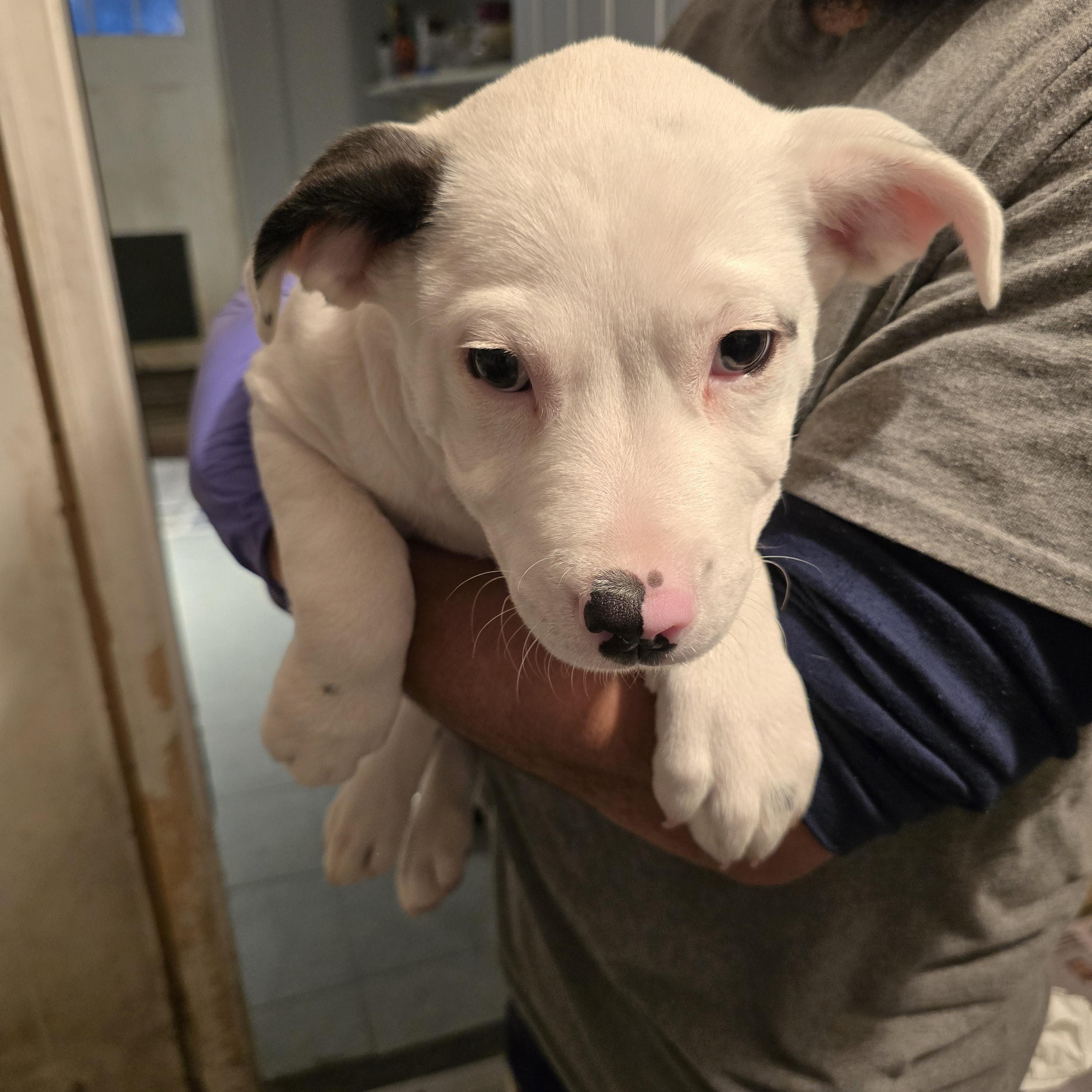 Enlarge Valentino, a ADOPTABLE mixed breed in Nyack, NY image 3/5