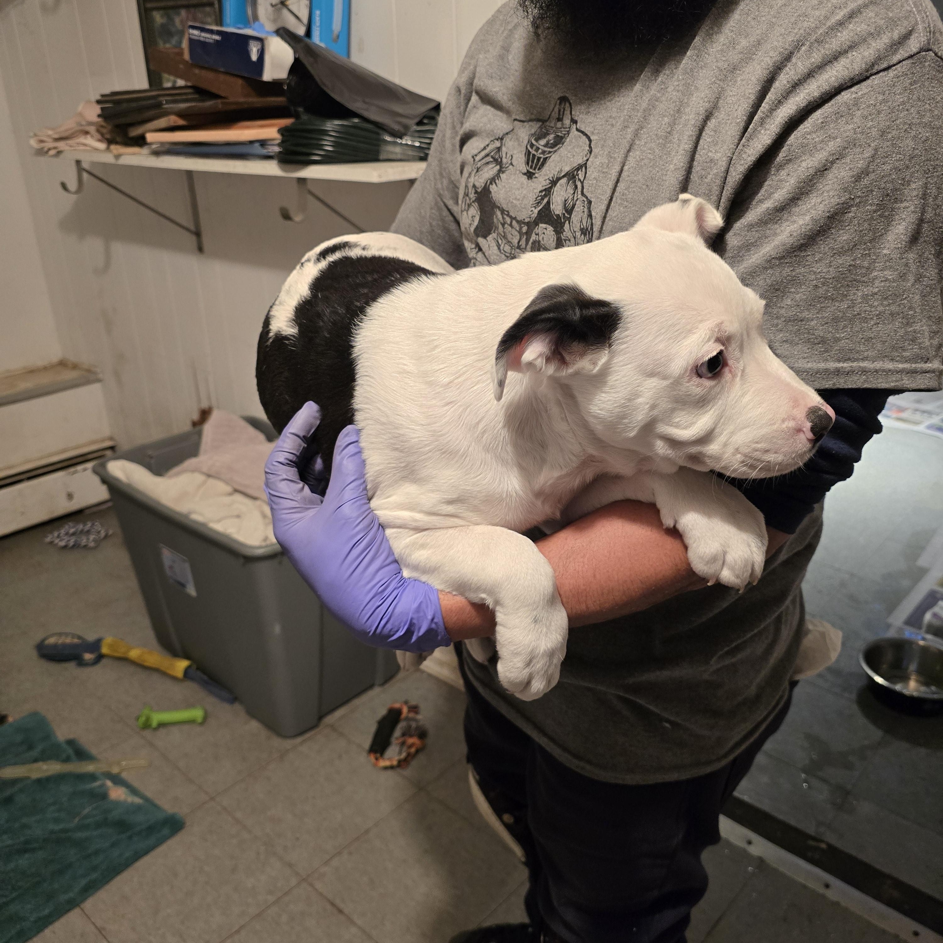 Enlarge Valentino, a ADOPTABLE mixed breed in Nyack, NY image 4/5