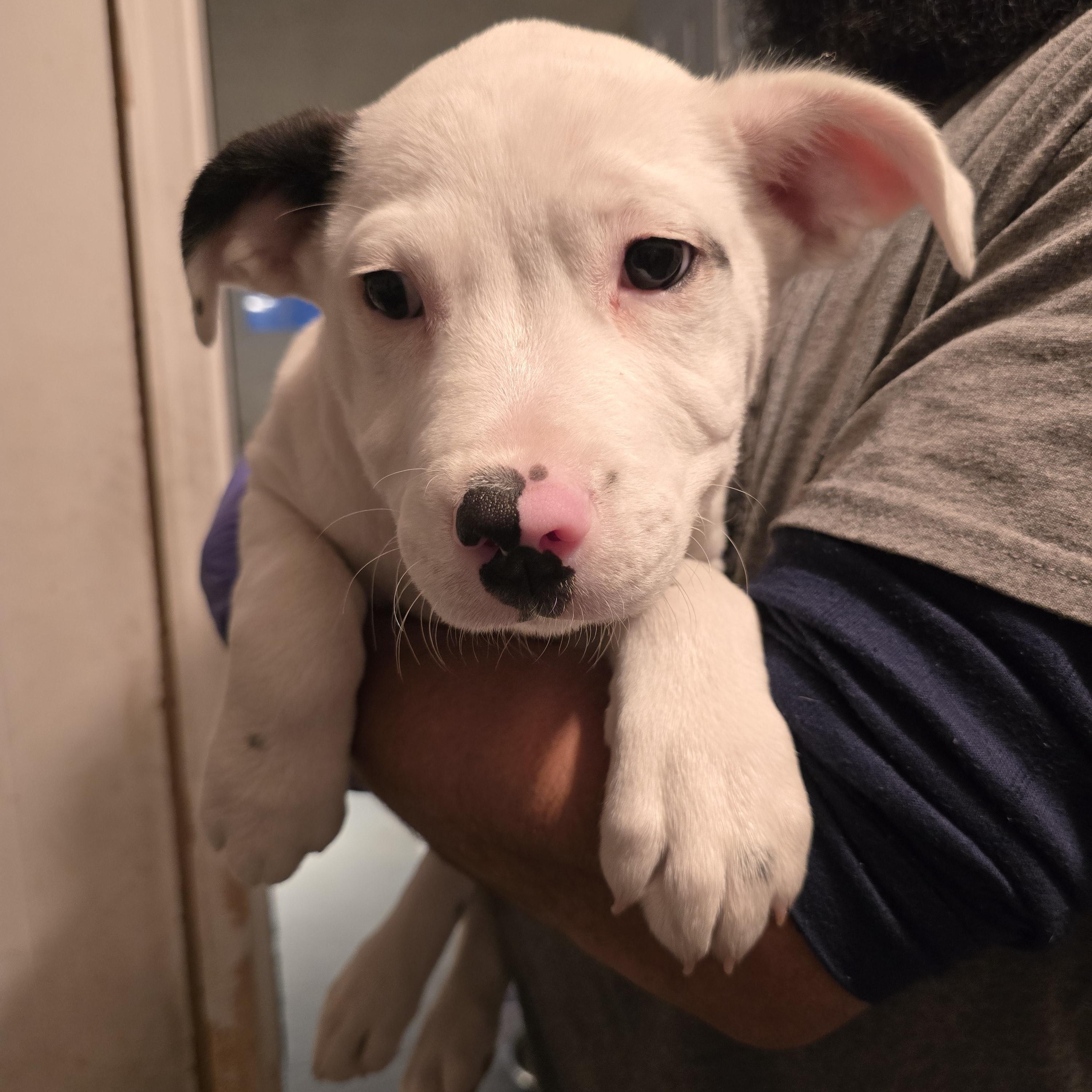 Enlarge Valentino, a ADOPTABLE mixed breed in Nyack, NY image 2/5