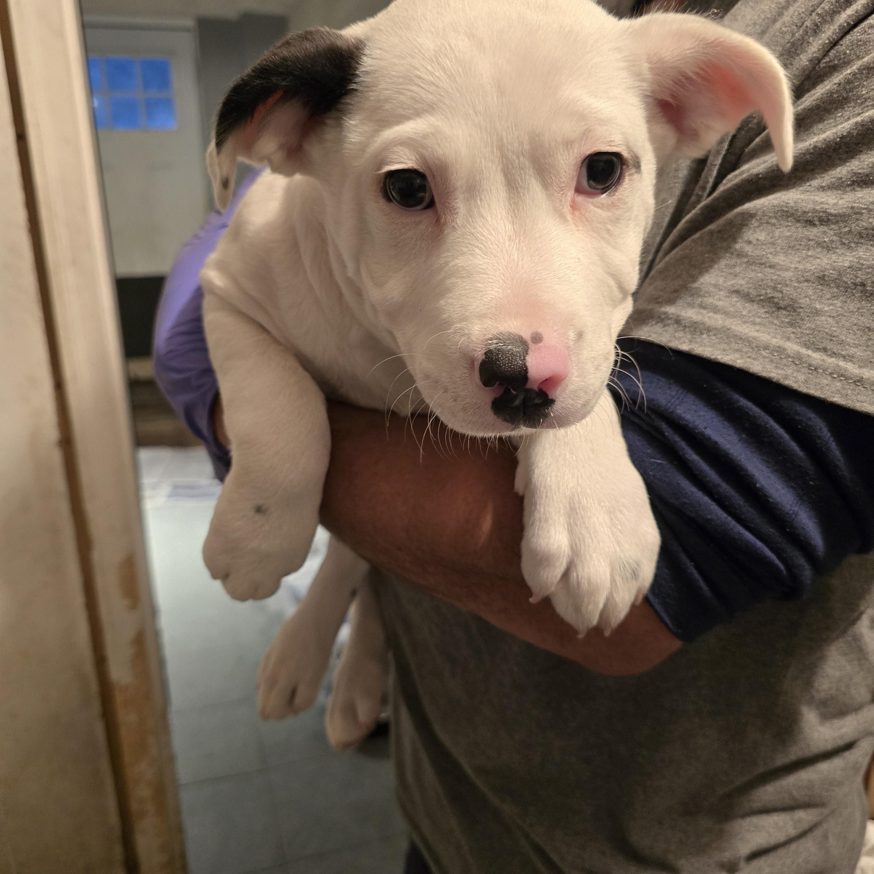 Enlarge Valentino, a ADOPTABLE mixed breed in Nyack, NY image 5/5