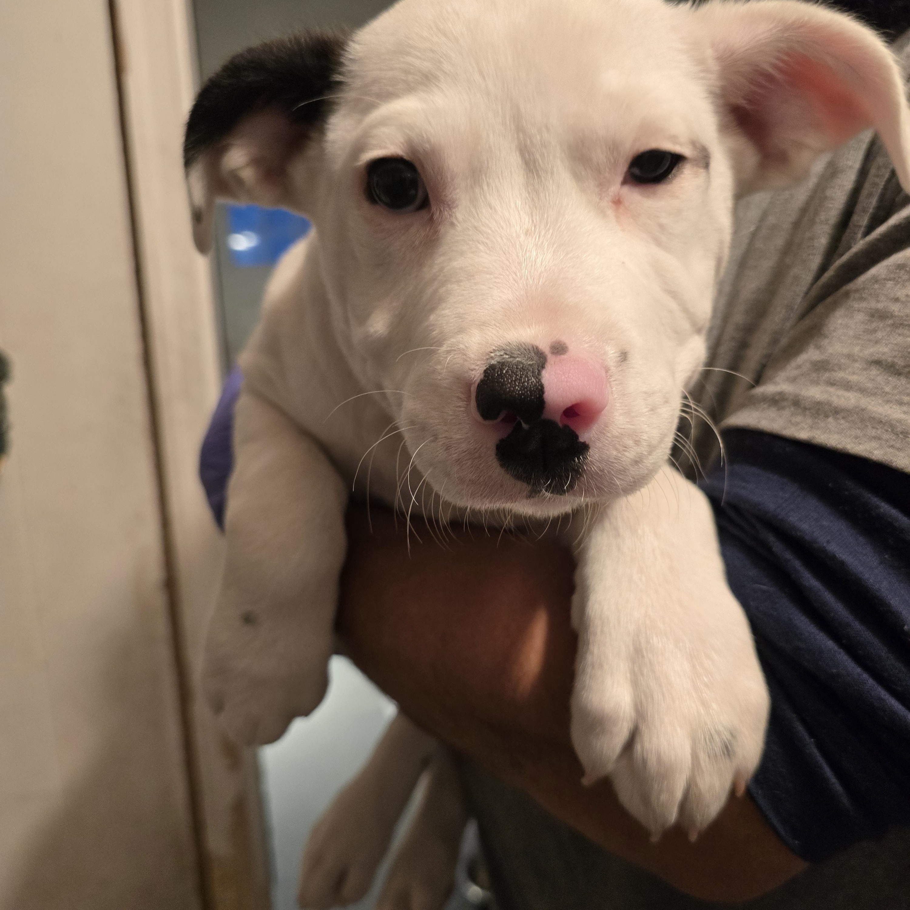 Enlarge Valentino, a ADOPTABLE mixed breed in Nyack, NY image 1/5