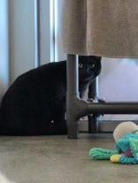 Bubba, Adopted, Young Male Domestic Short Hair.