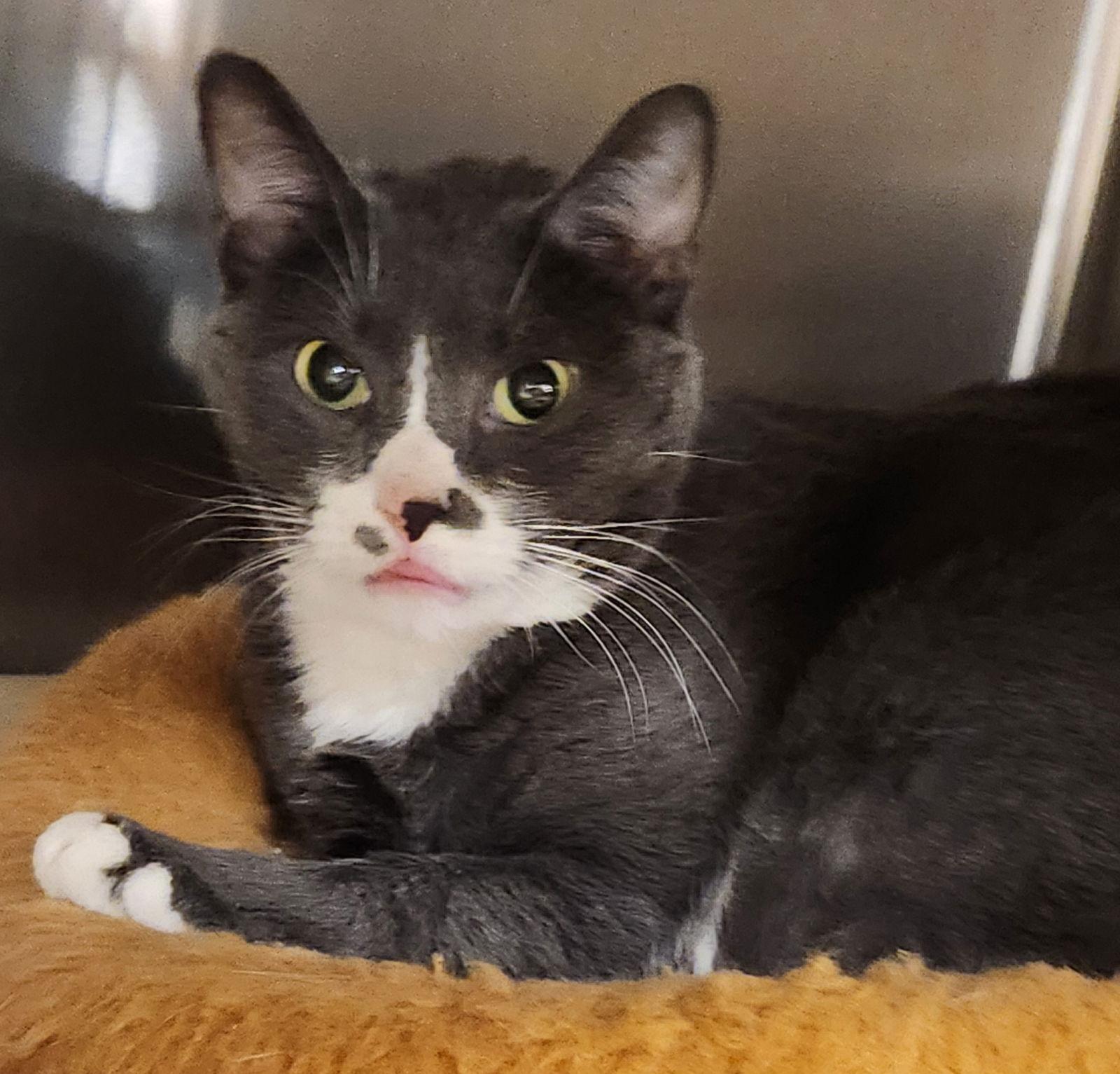 Maya, Adoptable, Adult Female Domestic Short Hair.