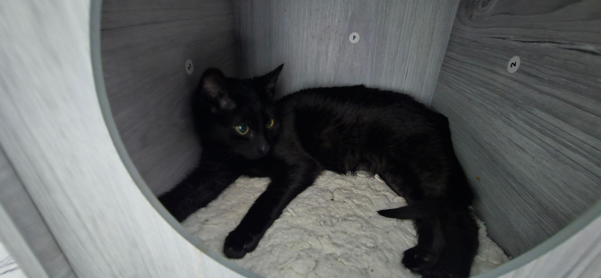 Toad, ADOPTABLE, Kitten Male Domestic Short Hair.