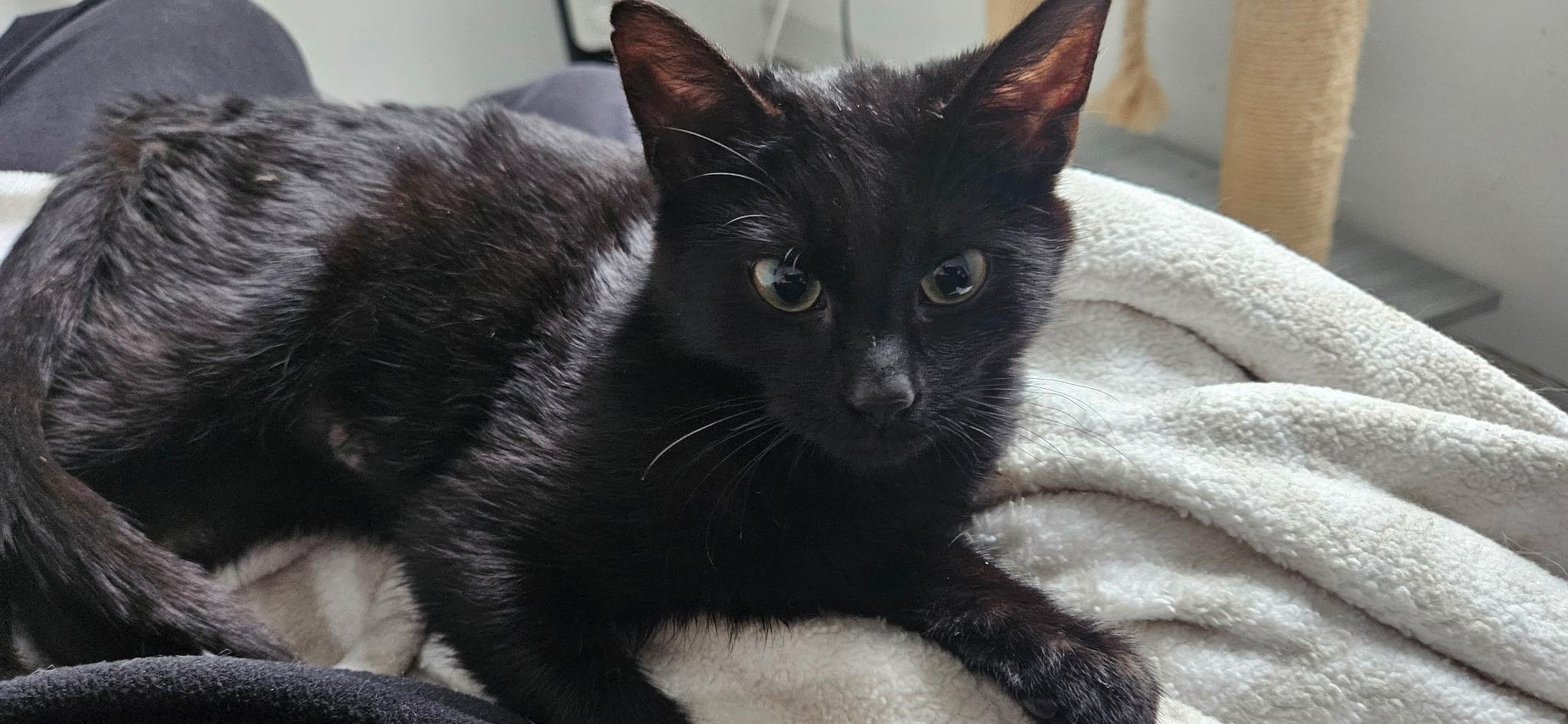 Enlarge Toad, a ADOPTABLE mixed breed in Seattle, WA image 2/2