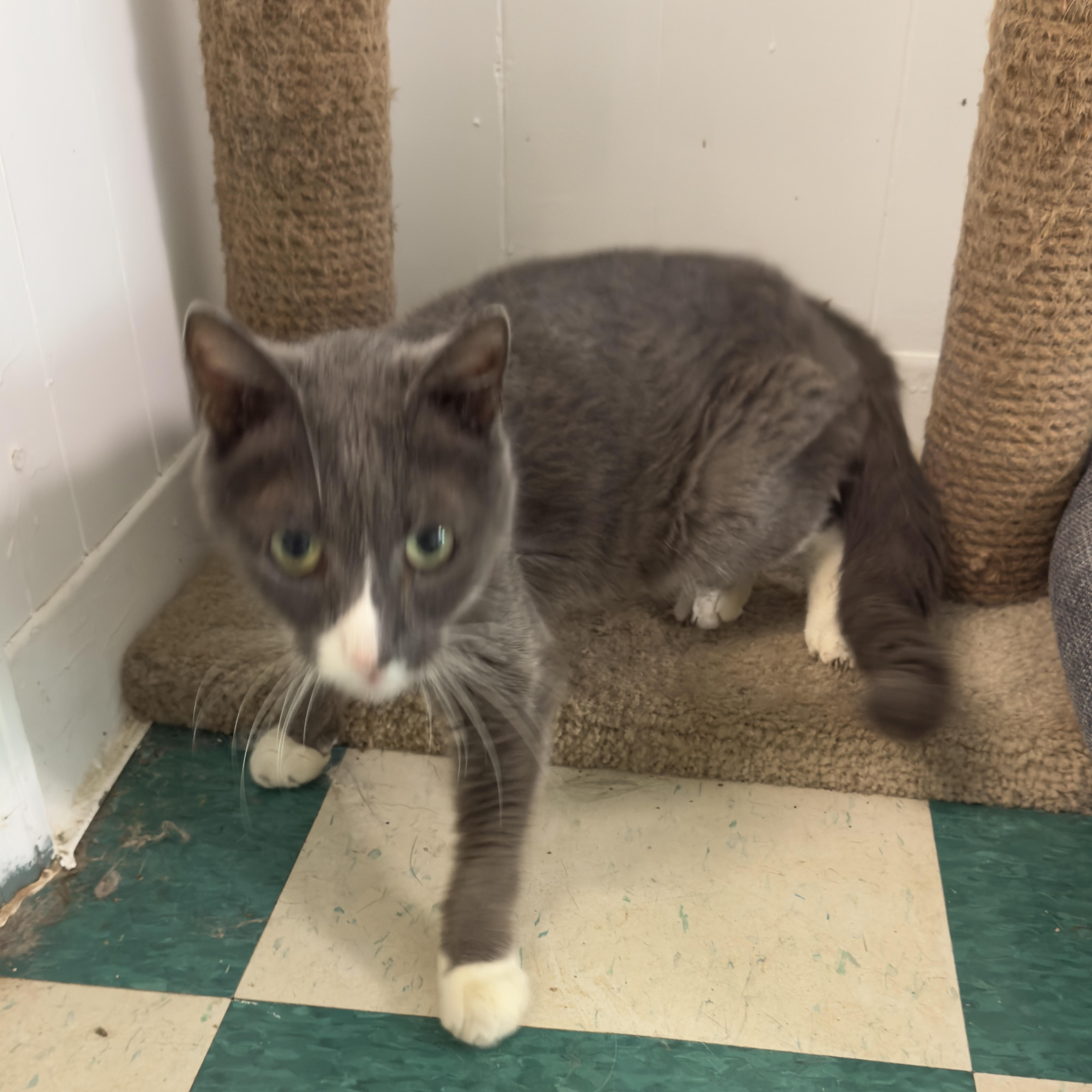 Luna, Adopted, Senior Female American Shorthair.