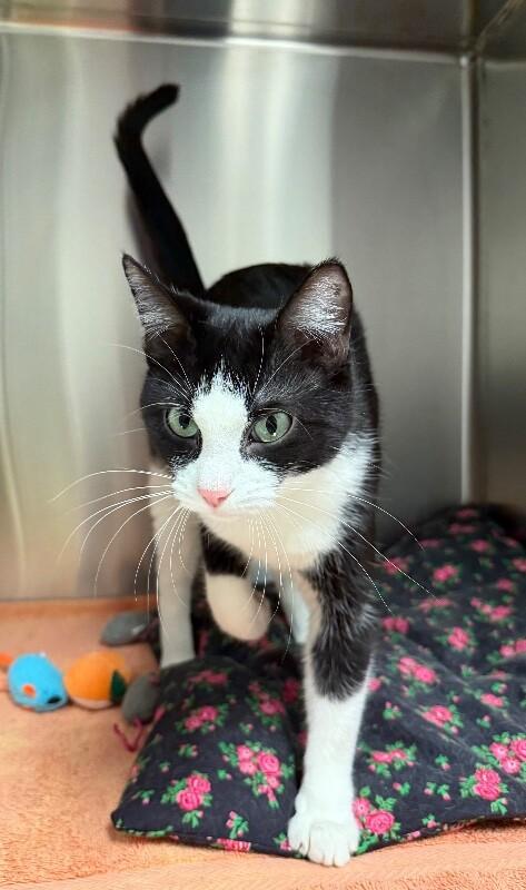 Bonnie, Adoptable, Adult Female Domestic Short Hair.