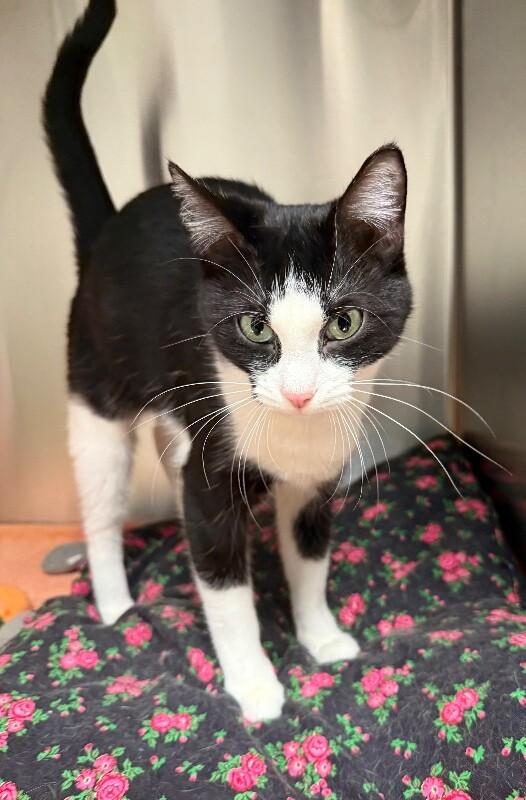 Enlarge Bonnie, a Adoptable Domestic Short Hair in Yankton, SD image 2/3