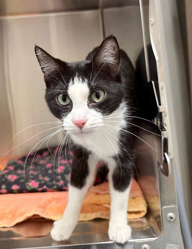 Enlarge Bonnie, a Adoptable Domestic Short Hair in Yankton, SD image 3/3