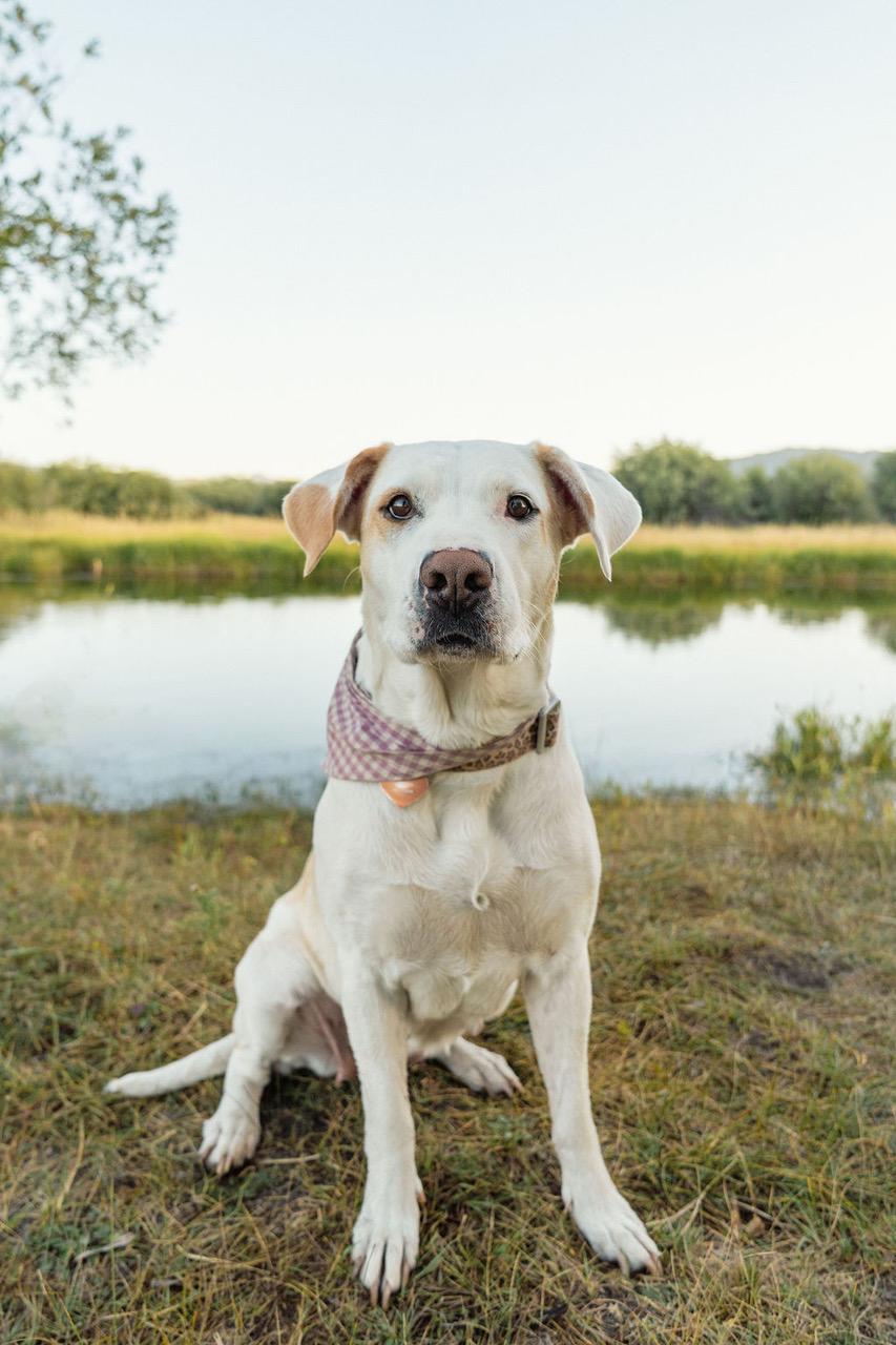 Betsy, Adoptable, Adult Female Mixed Breed.