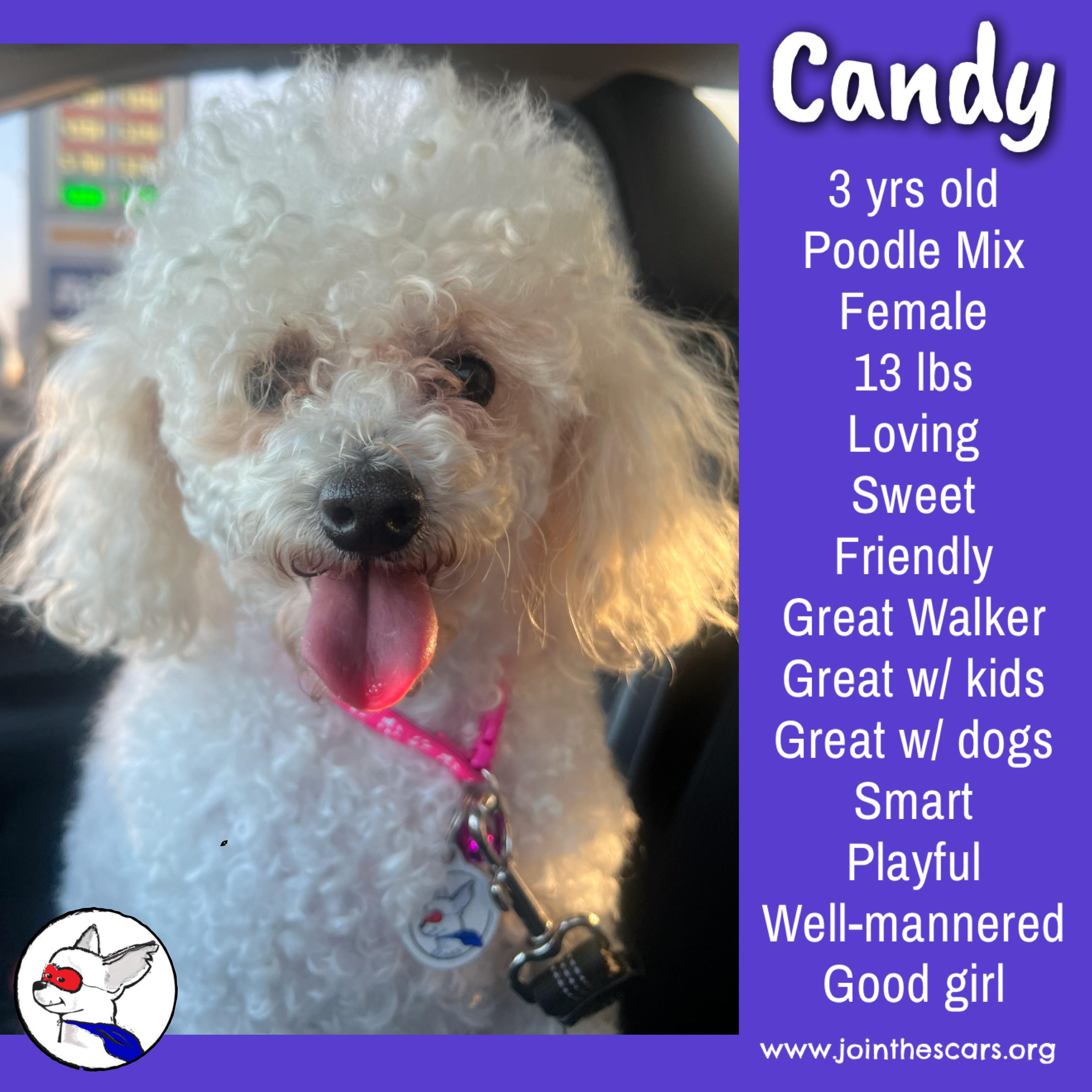 Candy, adopted, Adult Female Poodle.