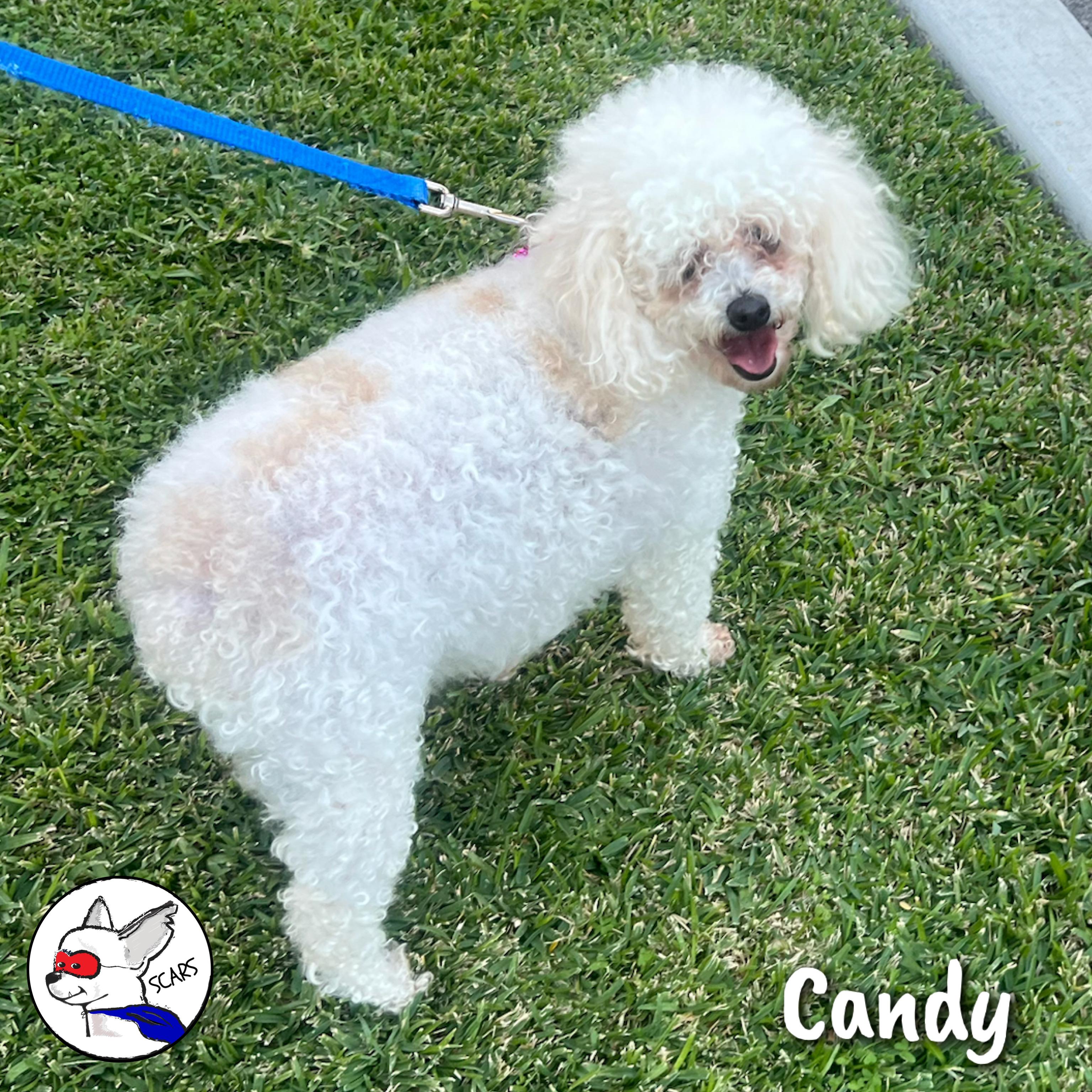 Enlarge Candy, an adopted Poodle in Glendora, CA image 6/6