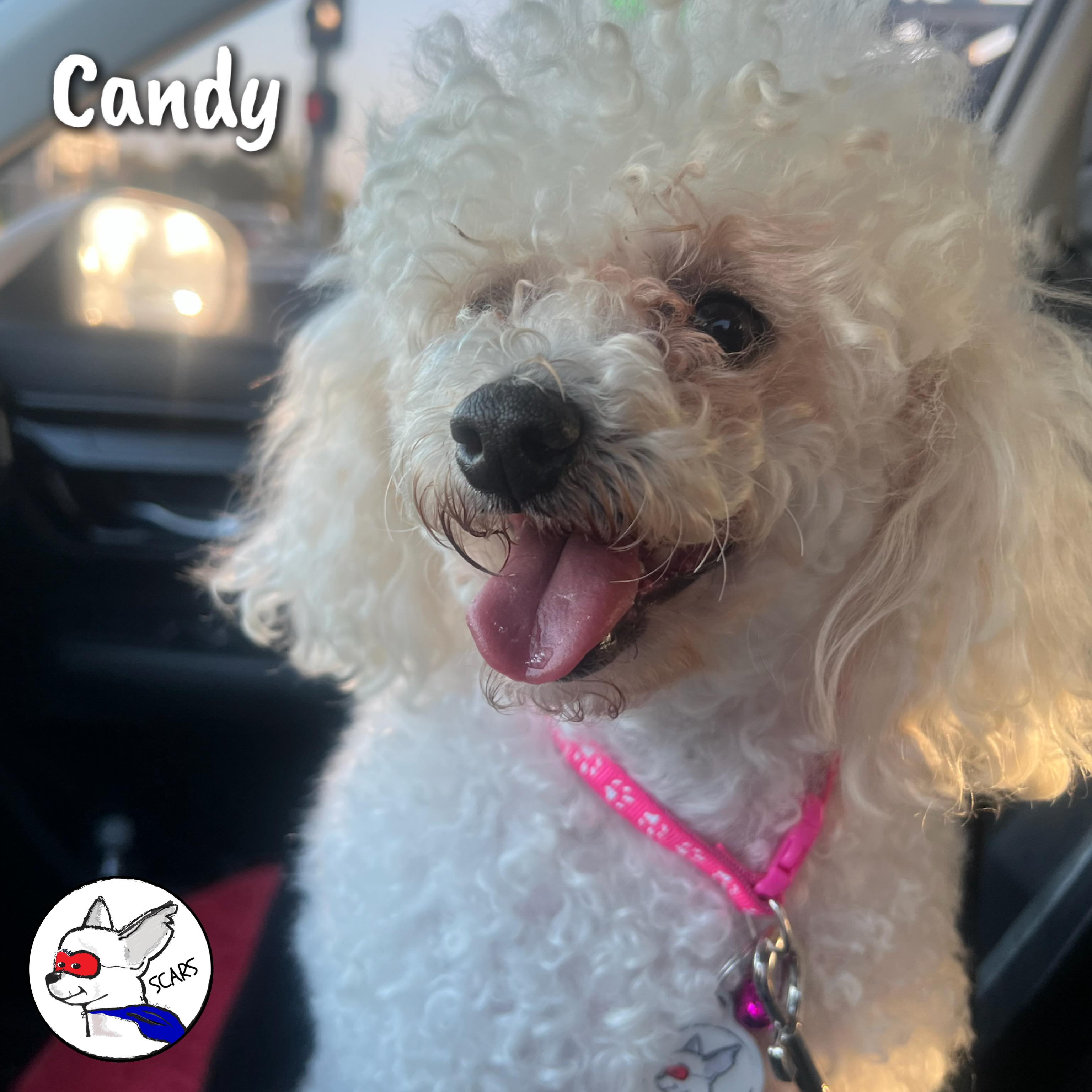Enlarge Candy, an adopted Poodle in Glendora, CA image 4/6