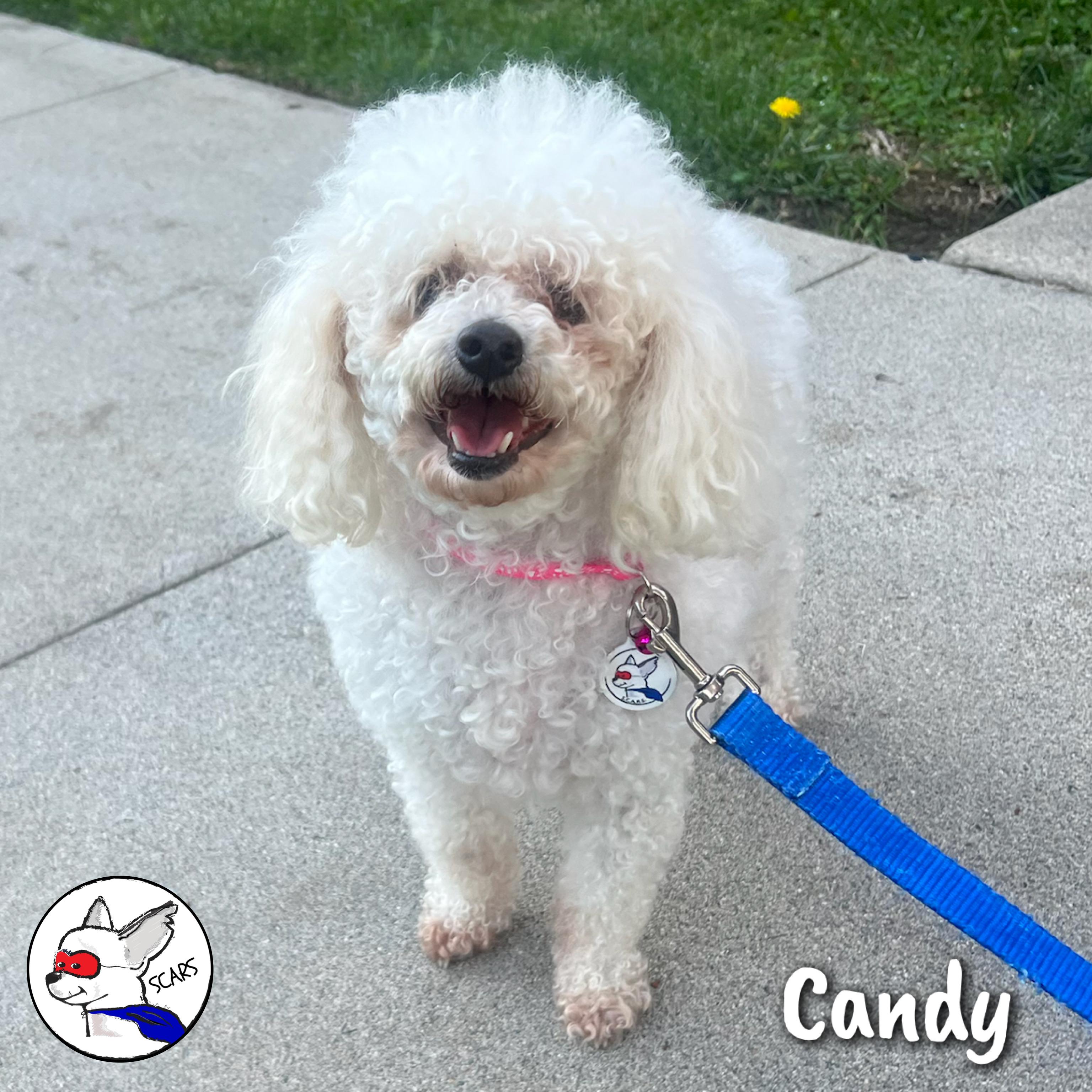 Enlarge Candy, an adopted Poodle in Glendora, CA image 5/6