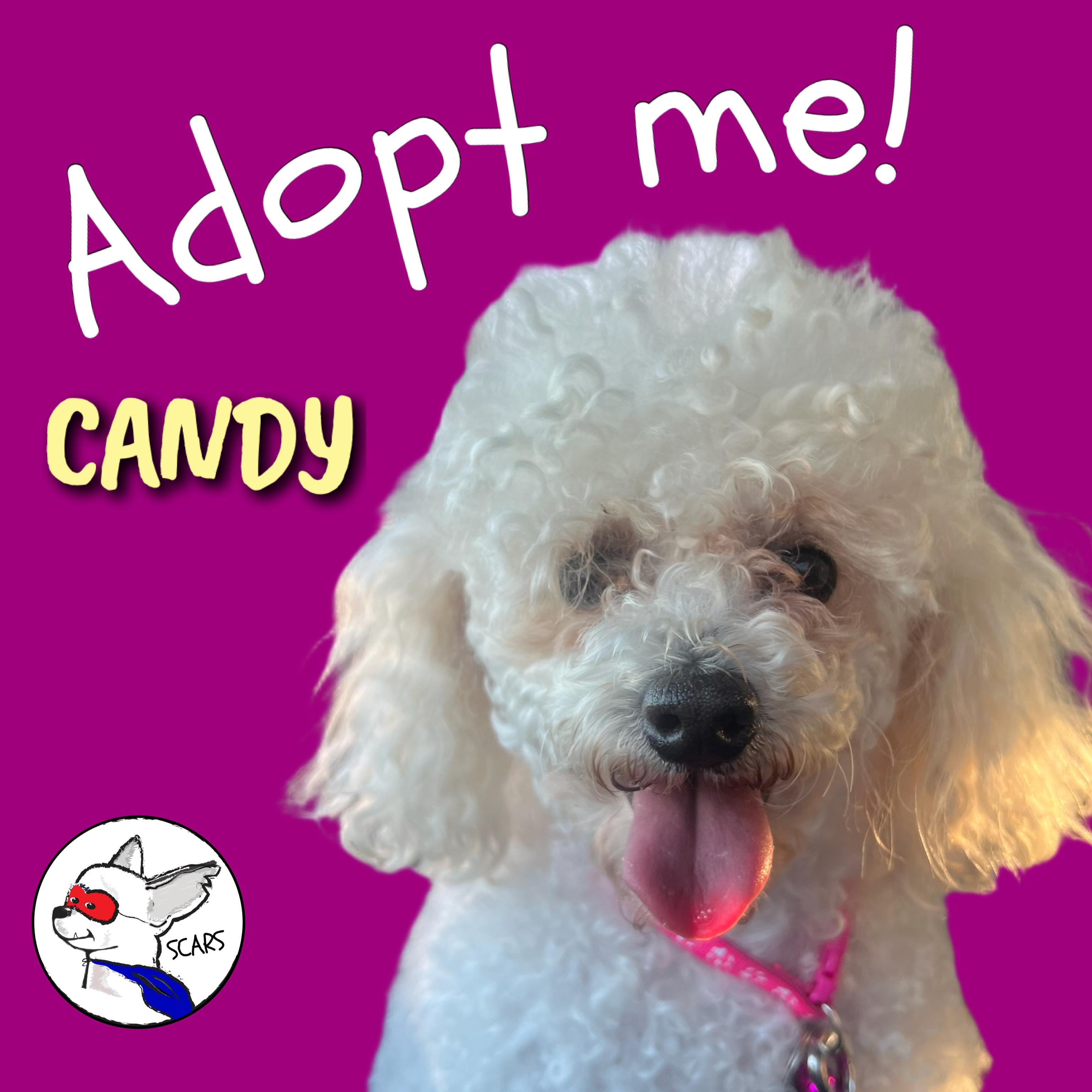 Candy, adopted, Adult Female Poodle.