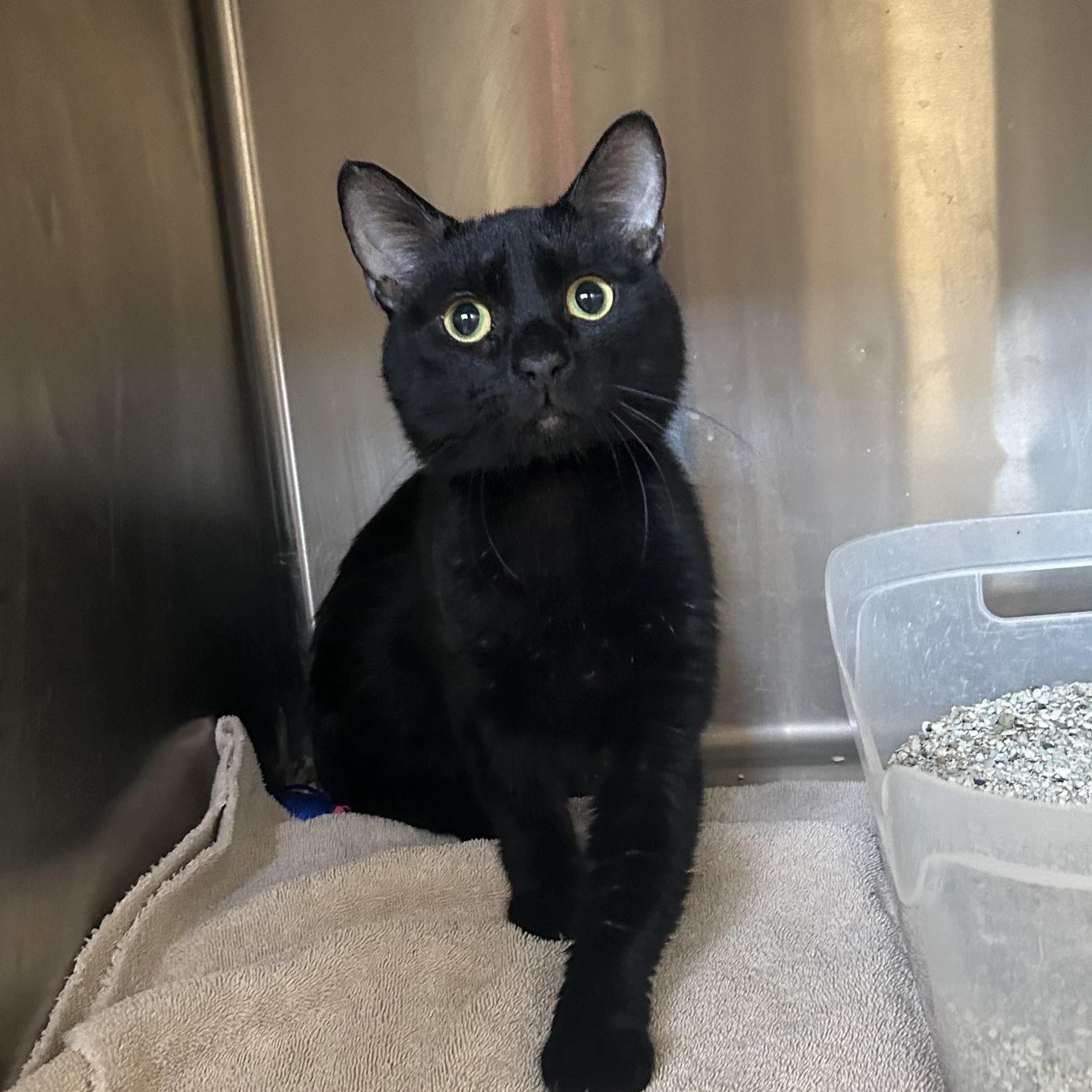 Enlarge Rooster, a Adoptable Domestic Short Hair in Washington, UT image 1/1