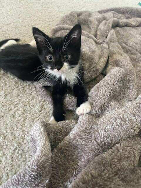 Enlarge Jimi Hendrix, a Adoptable Domestic Short Hair in Woodbridge, VA image 1/3