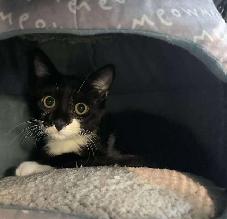 Enlarge Jimi Hendrix, a Adoptable Domestic Short Hair in Woodbridge, VA image 2/3